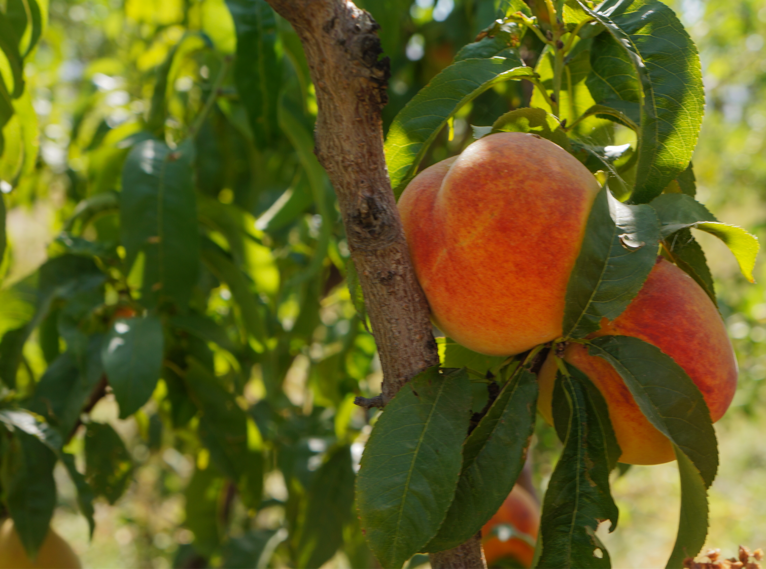 Armenia Mt Ararat peach farm