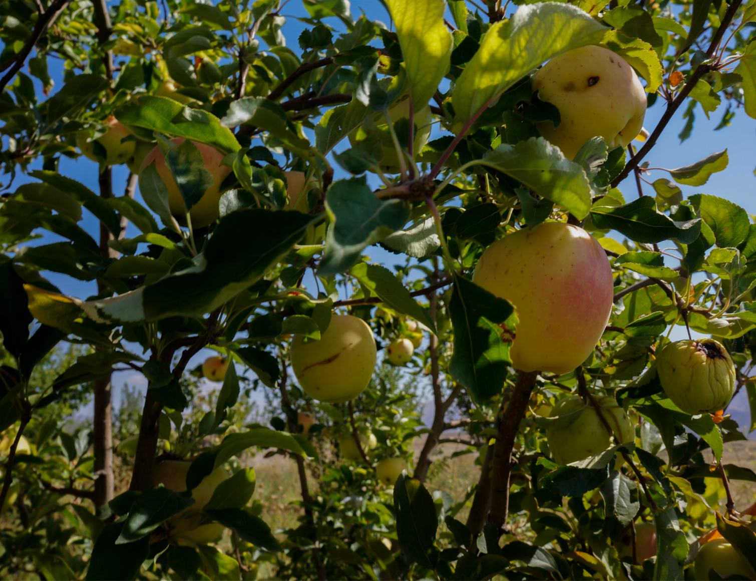 Armenia Mt Ararat pear farm