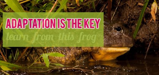adaptation is the key
