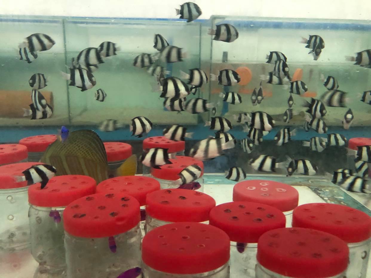 Saltwater Fish Hobby option