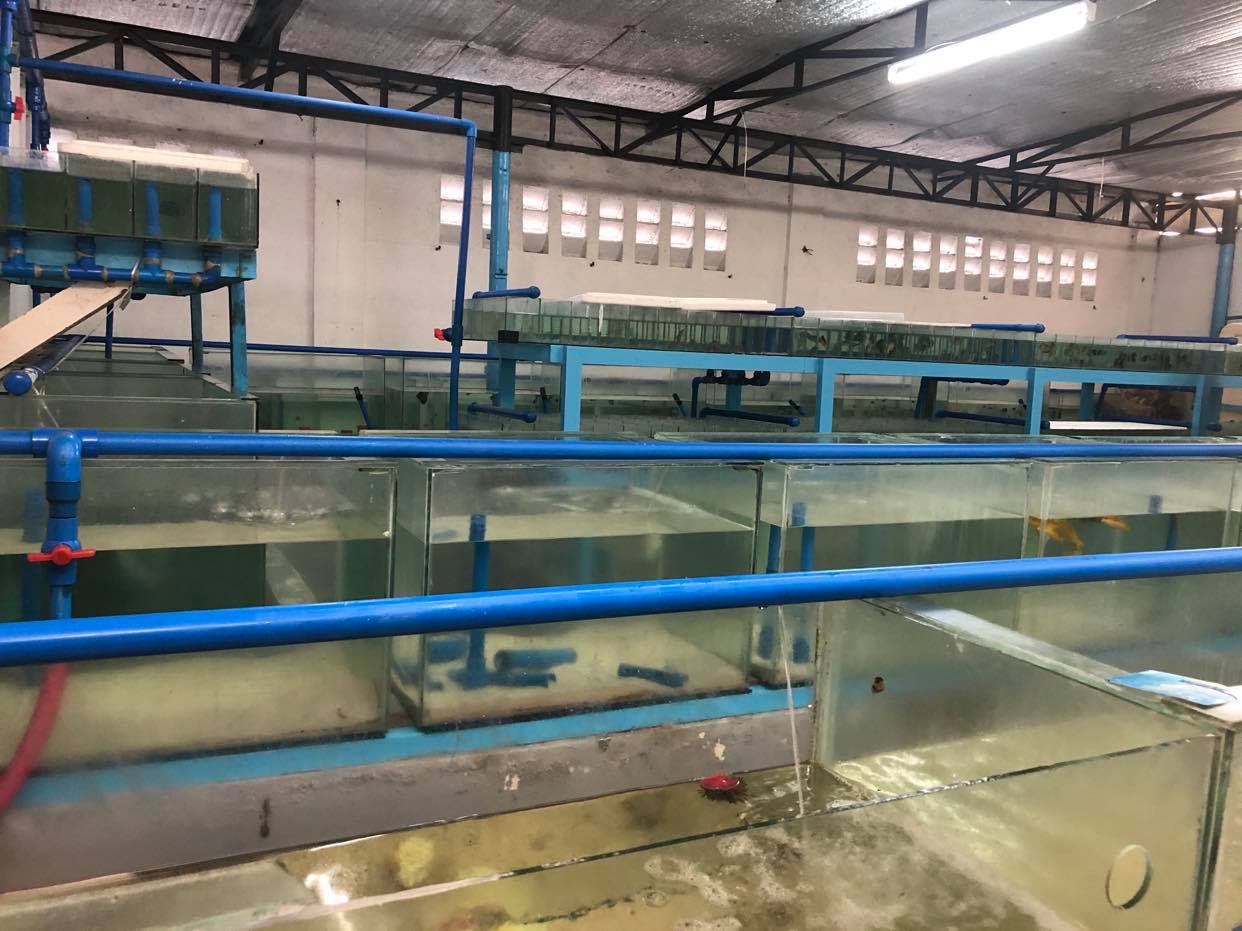 Saltwater Fish Hobby